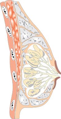 La structure du sein féminin