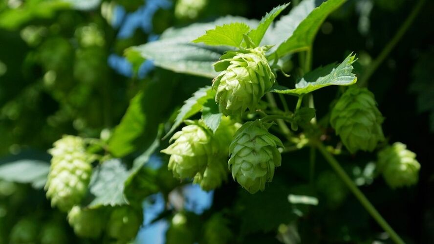 cônes de houblon pour l'augmentation mammaire